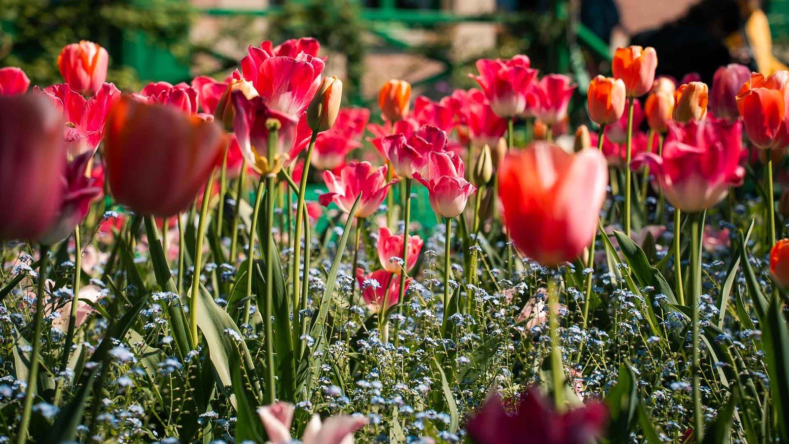 Spring Flowers in the Clos Normand