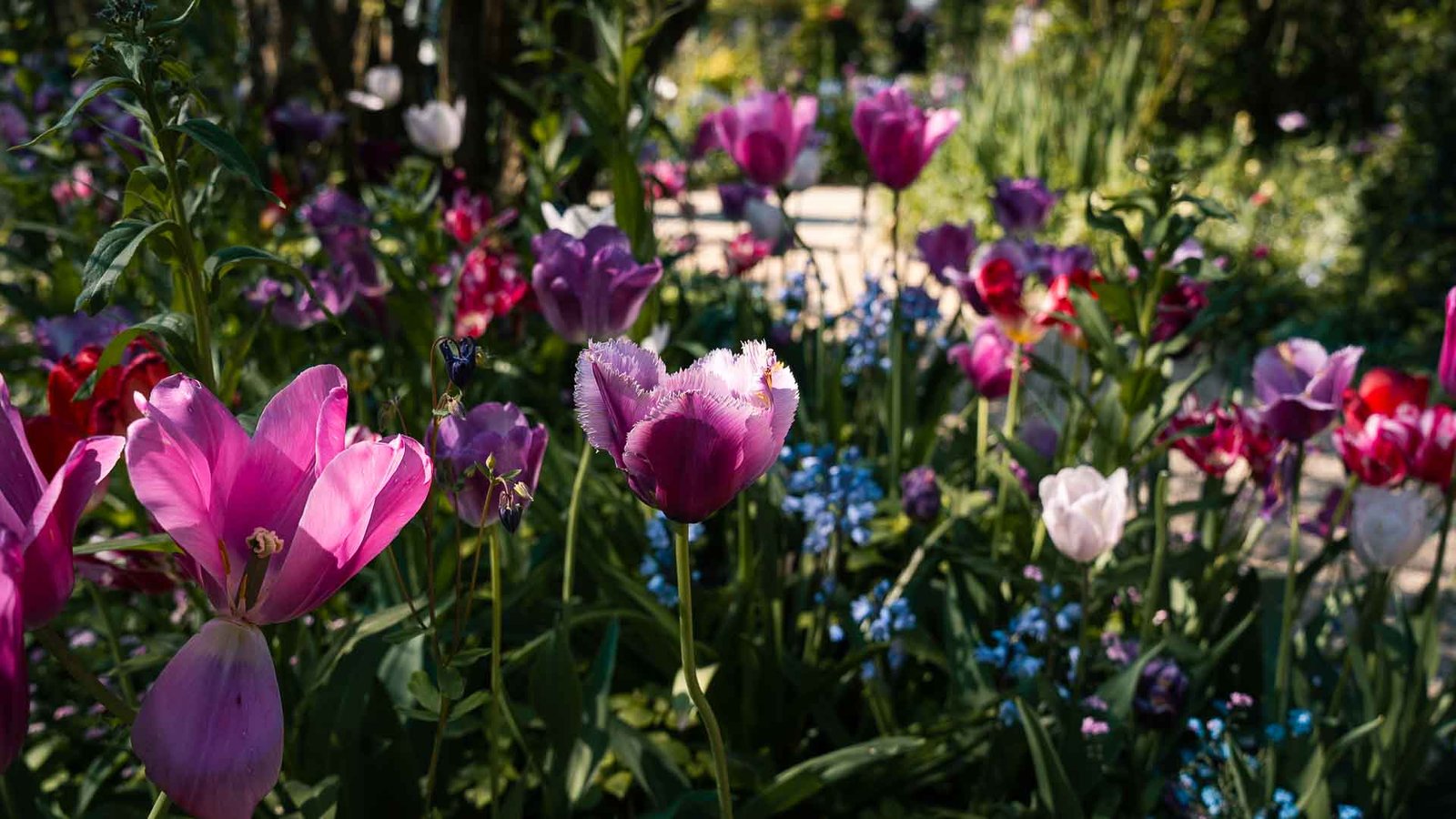 The Complete List of Plants and Flowers in Claude Monet’s Garden at Giverny