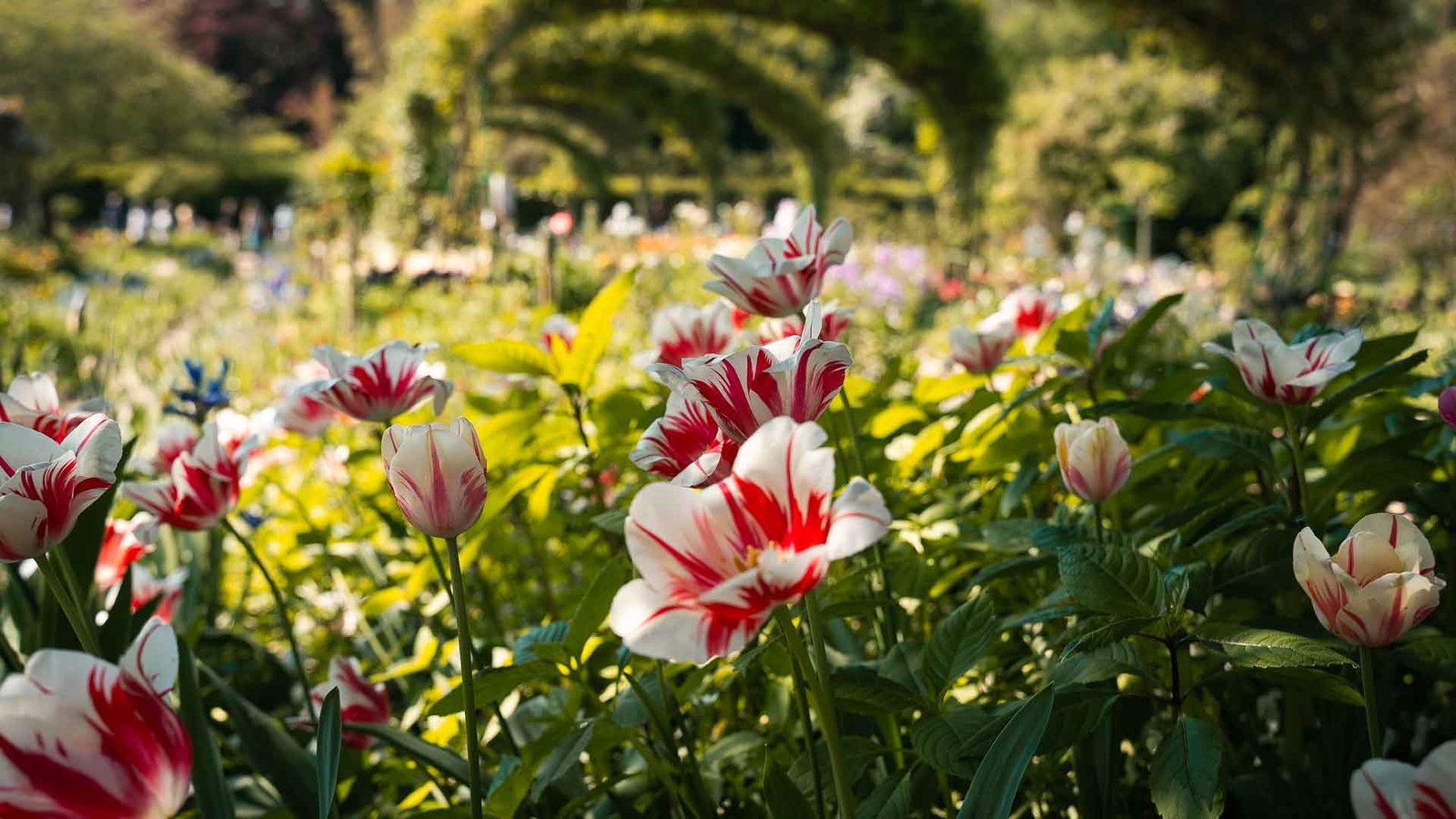 Timed Tickets for Monet’s Garden